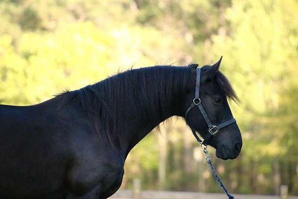 all-around-friesian-horse