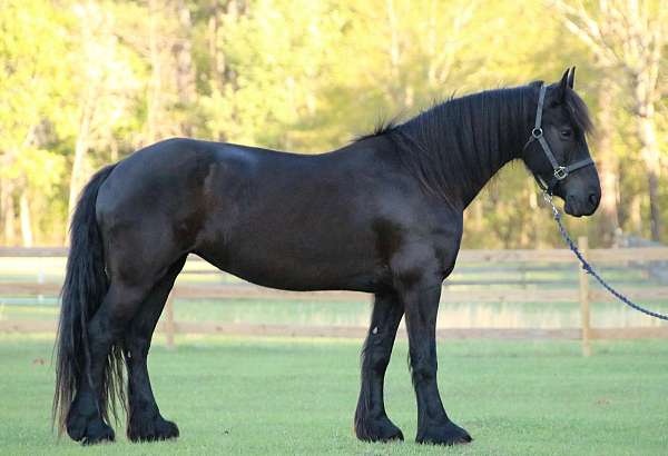 breeding-friesian-horse