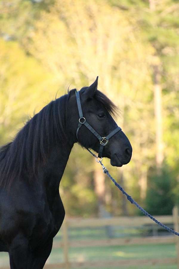 english-pleasure-friesian-horse