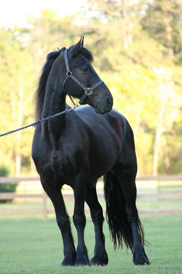 import-friesian-horse