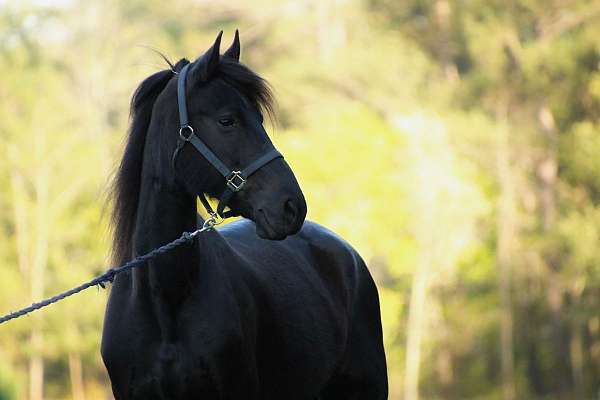 parade-friesian-horse