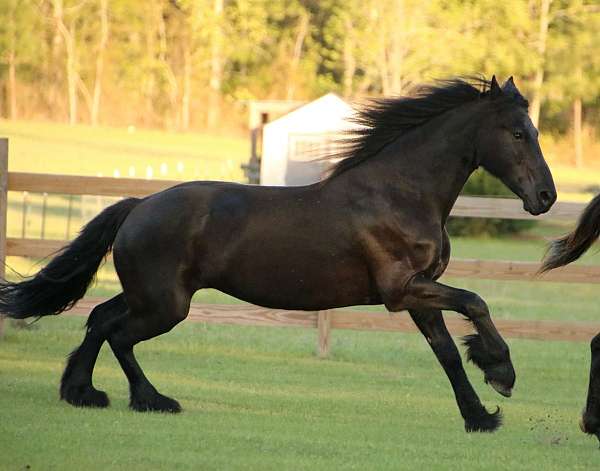 trail-riding-friesian-horse