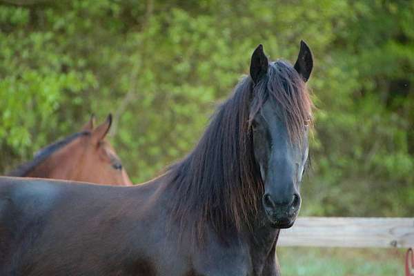 black-all-around-horse