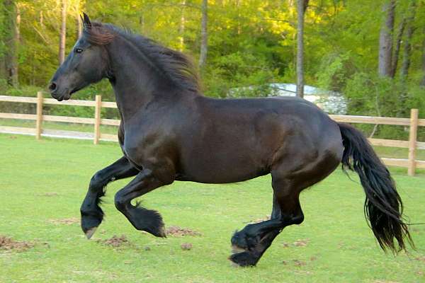 black-friesian-mare