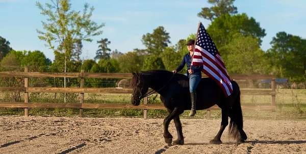 black-breeding-horse