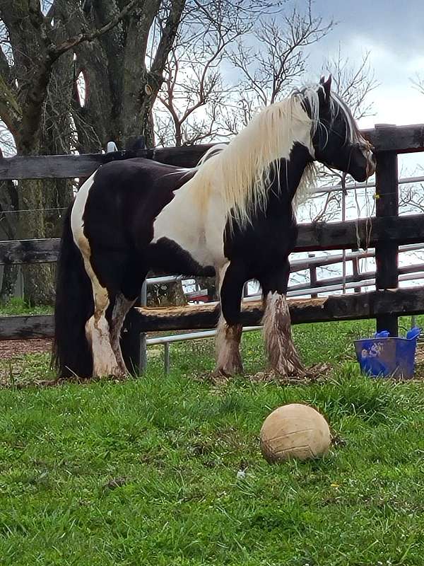 gypsy-vanner-stallion