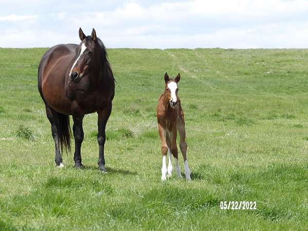 quarter-horse-mare