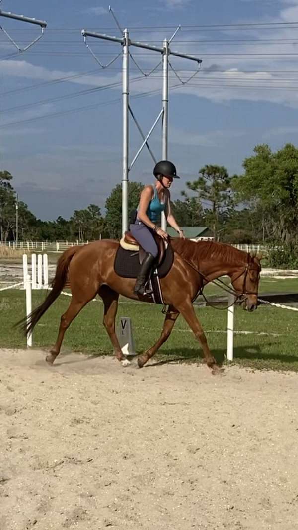 chestnut-star-hind-left-sock-horse