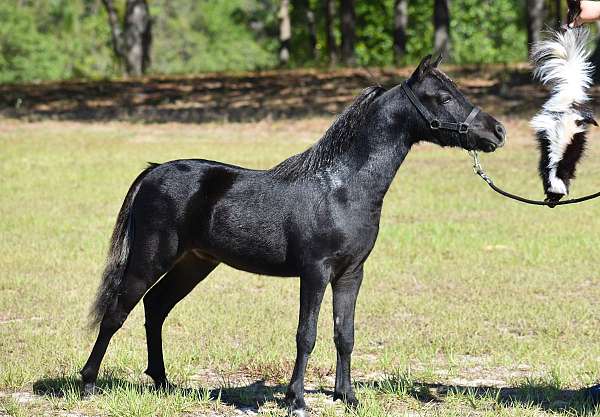 fantastic-miniature-horse