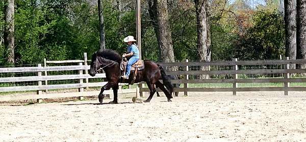 family-friendly-percheron-horse