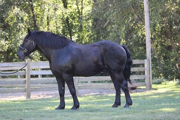 black-see-pictures-horse