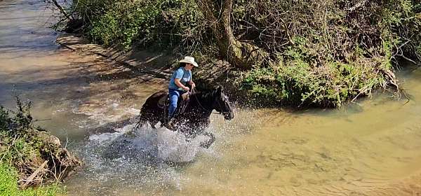 trail-percheron-horse