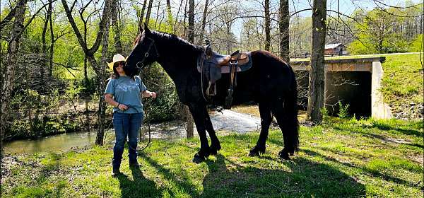 trail-riding-percheron-horse