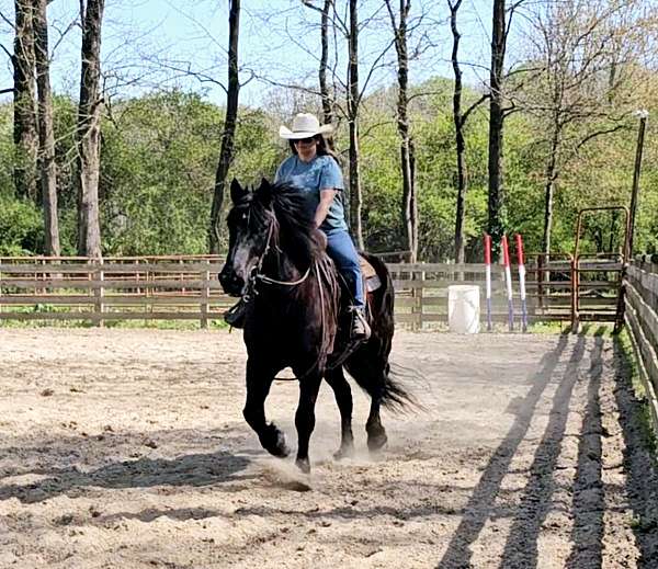 smooth-percheron-horse