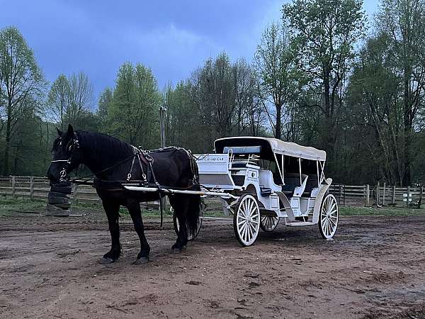 gentle-percheron-horse