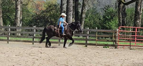 endurance-percheron-horse