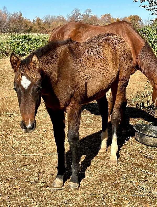 sport-appendix-thoroughbred-horse