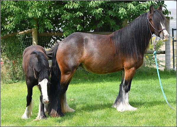 vanner-mare-gypsy-horse