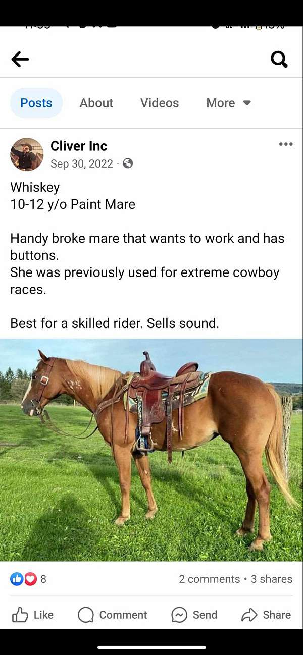 paint-mare