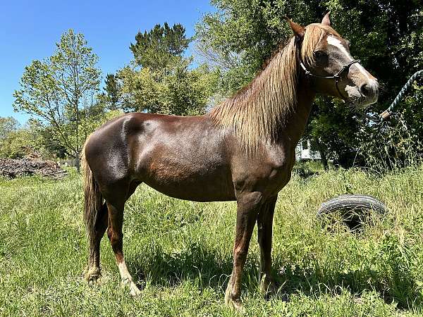blaze-peruvian-paso-horse