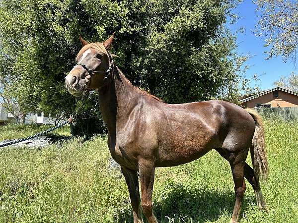 brio-peruvian-paso-horse