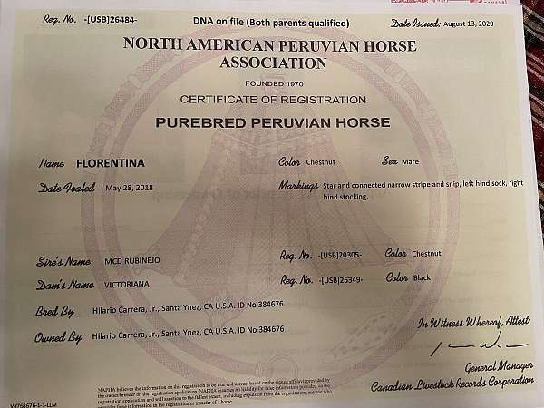 and-wormer-peruvian-paso-horse