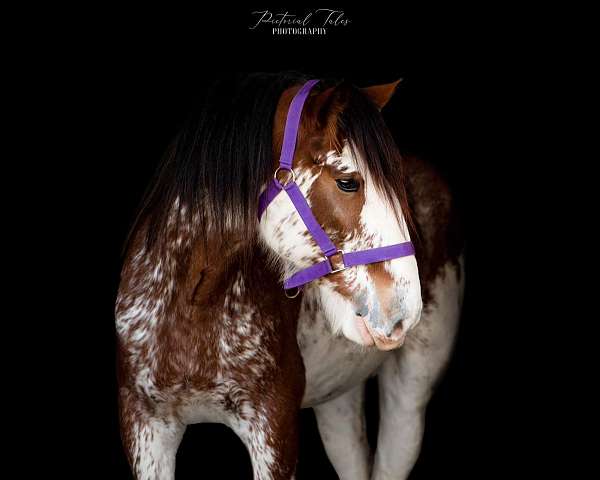 clydesdale-mare