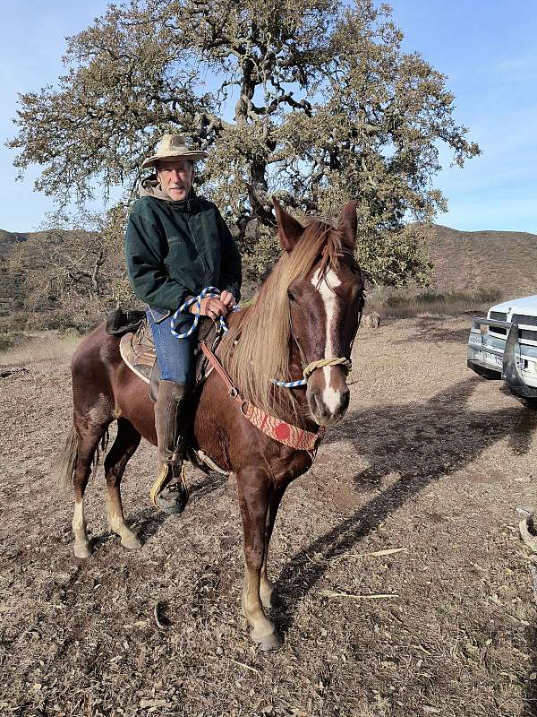 -15-hand-peruvian-paso-horse