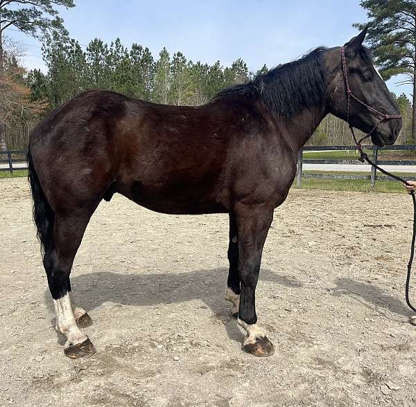 black-percheron-gelding