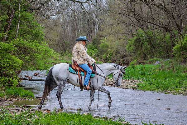 wo-andalusian-horse