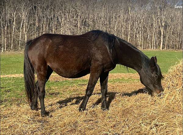 aqpa-registered-pony