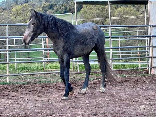 change-mustang-horse