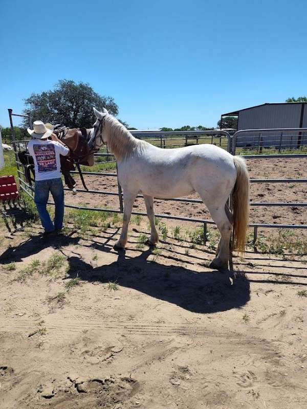 ranch-working-mustang-horse