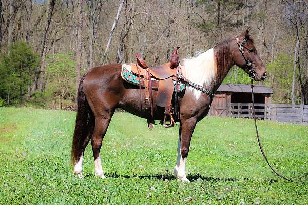 trail-class-competiti-spotted-saddle-horse