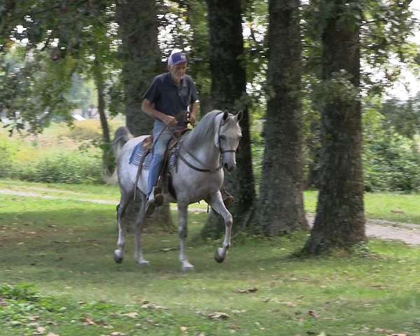 breeding-arabian-horse