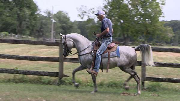 english-pleasure-arabian-horse