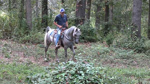 trail-arabian-horse