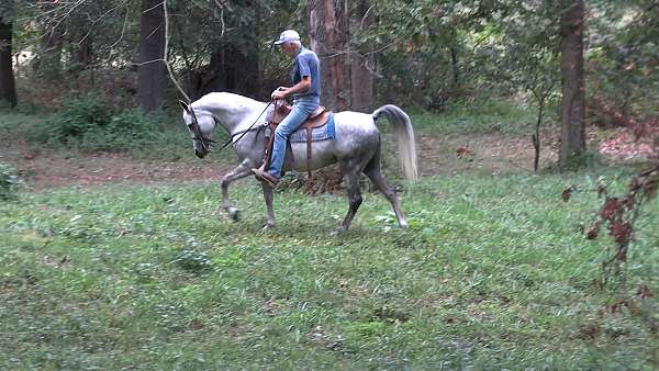 grey-arabian-mare