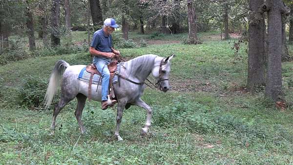 grey-breeding-horse