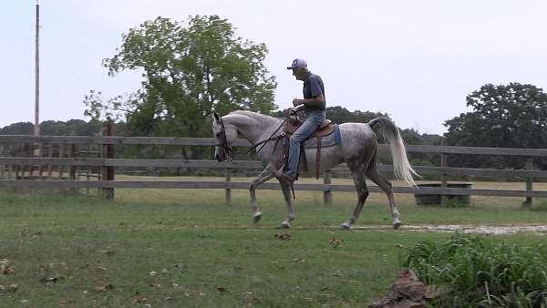 grey-english-pleasure-horse