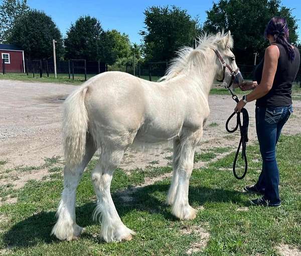 breaking-gypsy-vanner-horse