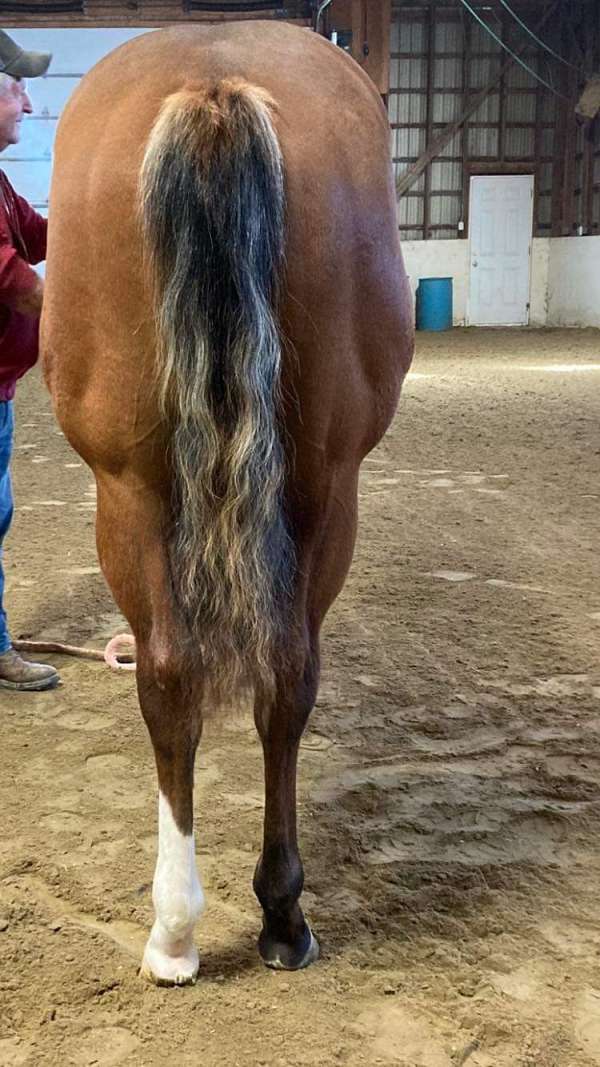 aqpa-paint-horse