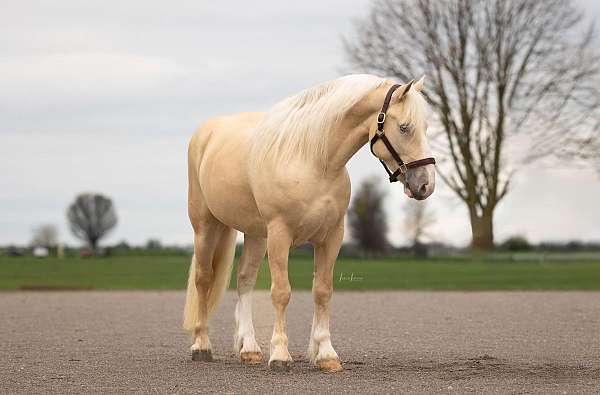 flashy-american-cream-horse