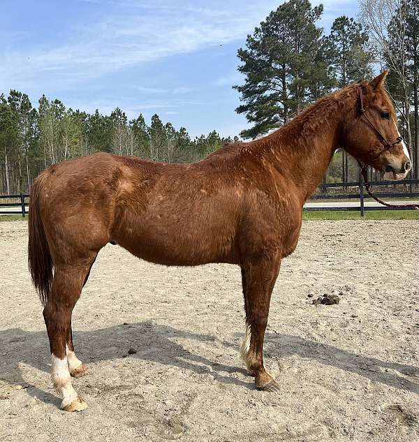 sorrel-quarter-horse-gelding