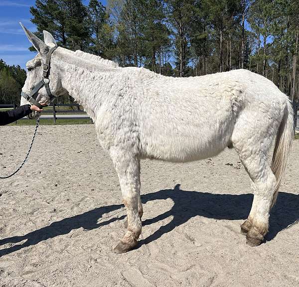 white-draft-harness-horse