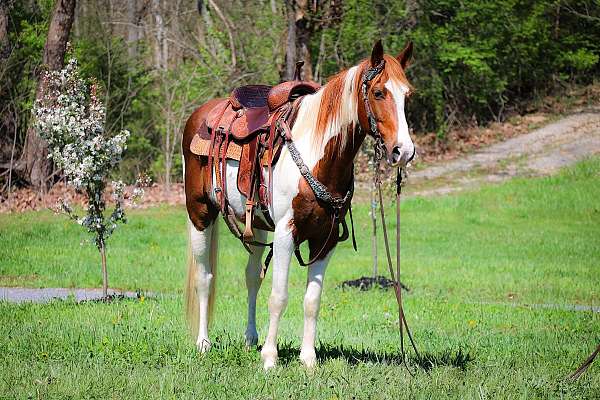 all-around-missouri-fox-trotter-horse