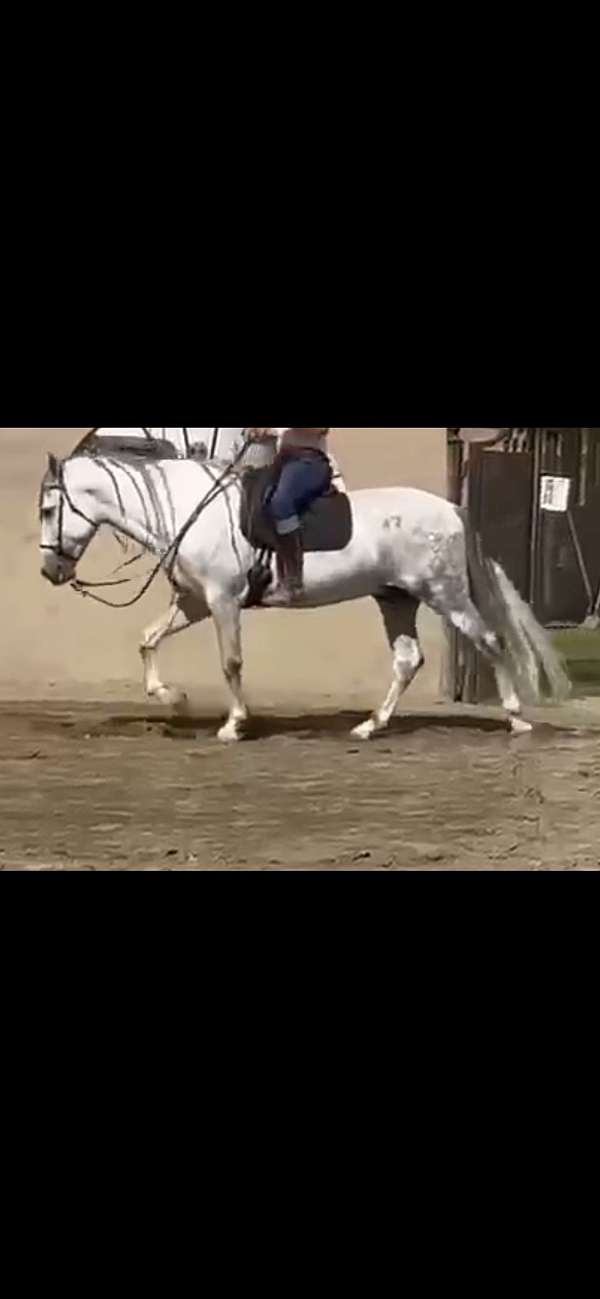 all-around-andalusian-horse