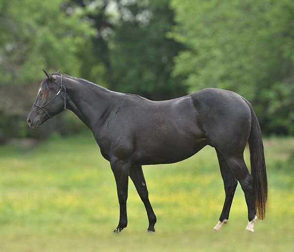 sorrel-star-brand-left-shoulder-horse