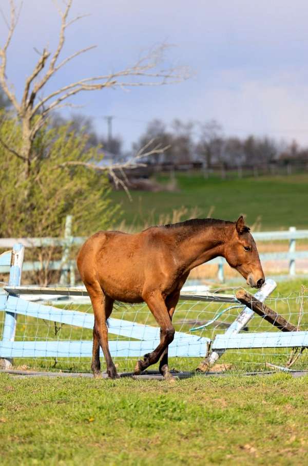 bay-pre-filly-broodmare