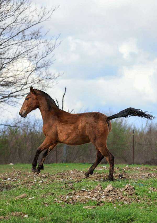 pre-filly-broodmare